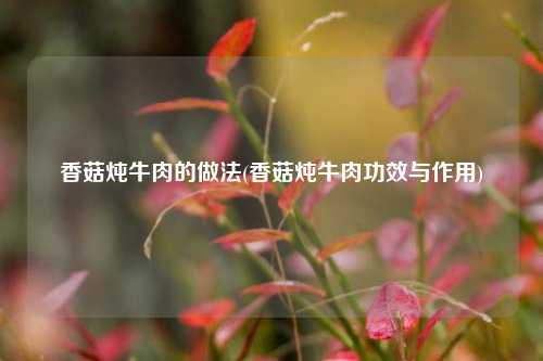 香菇炖牛肉的做法(香菇炖牛肉功效与作用)